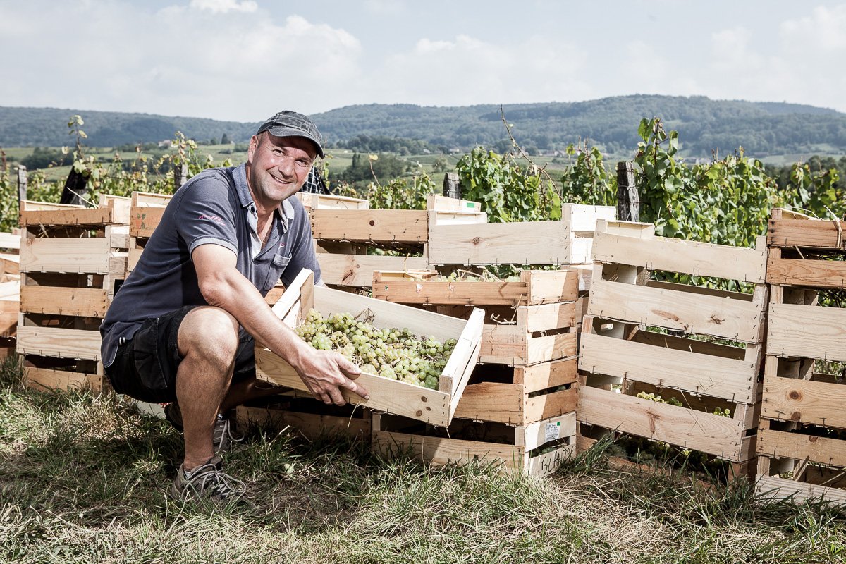 Portrait du vigneron Stéphane Tissot devant la récolte en cagette du raison pour le vin jaune