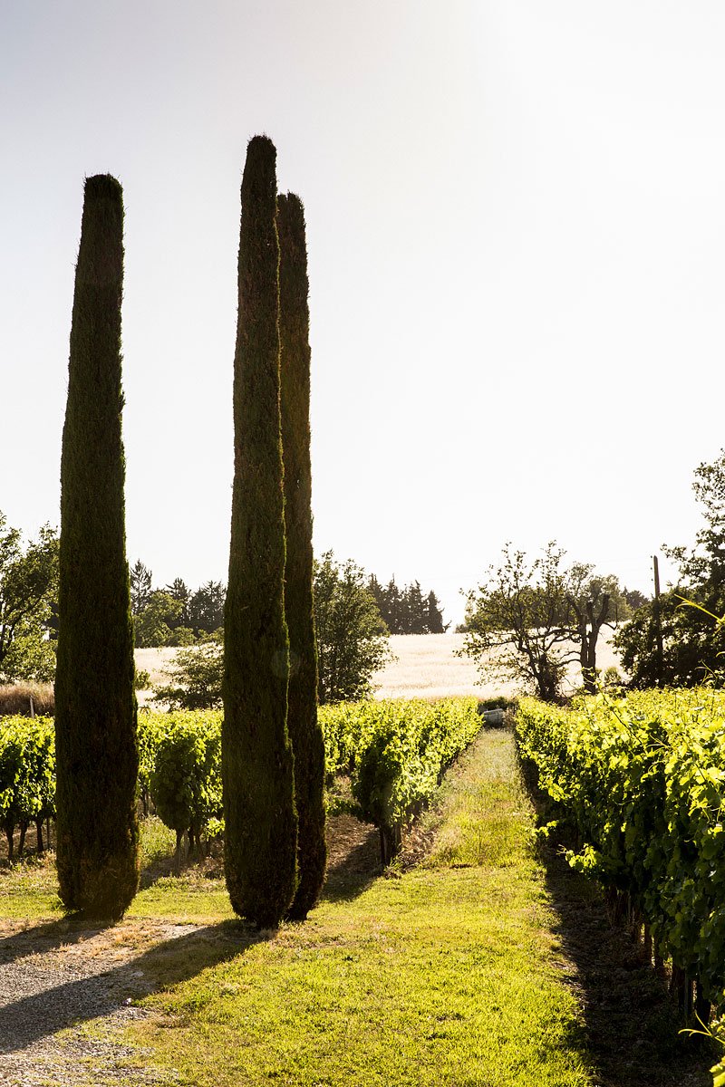 Paysage de vignes dans le domaine Pey Blanc à Aix-en-Provence