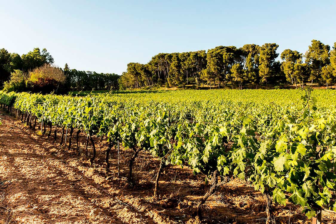 Paysage de vignes dans le domaine Pey Blanc à Aix-en-Provence