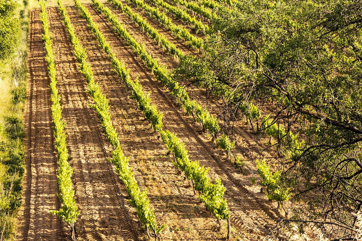 Paysage de vignes dans le domaine Pey Blanc à Aix-en-Provence