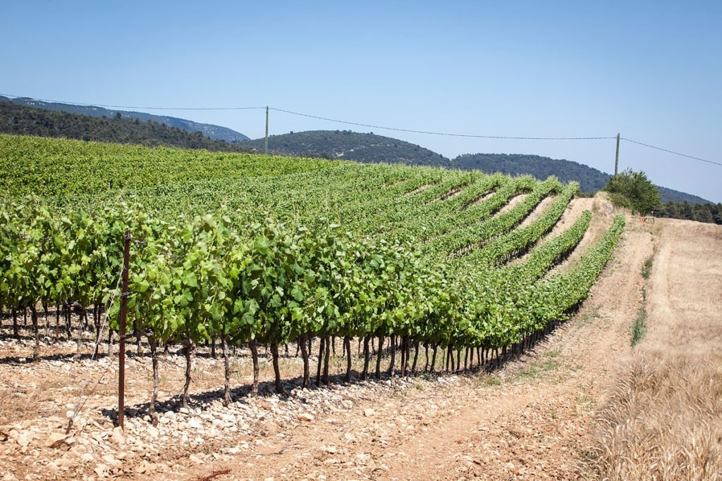 Paysage de vigne dans le Luberon