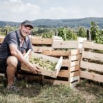 Portrait du vigneron Stéphane Tissot pendant la récolte du raisin en cagette pour la vinification du vin jaune