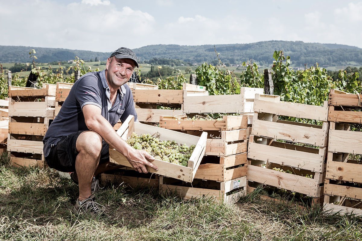 Portrait du vigneron Stéphane Tissot pendant la récolte du raisin en cagette pour la vinification du vin jaune
