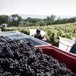 Reportage durant les vendanges dans les vignobles Tissot dans le Jura