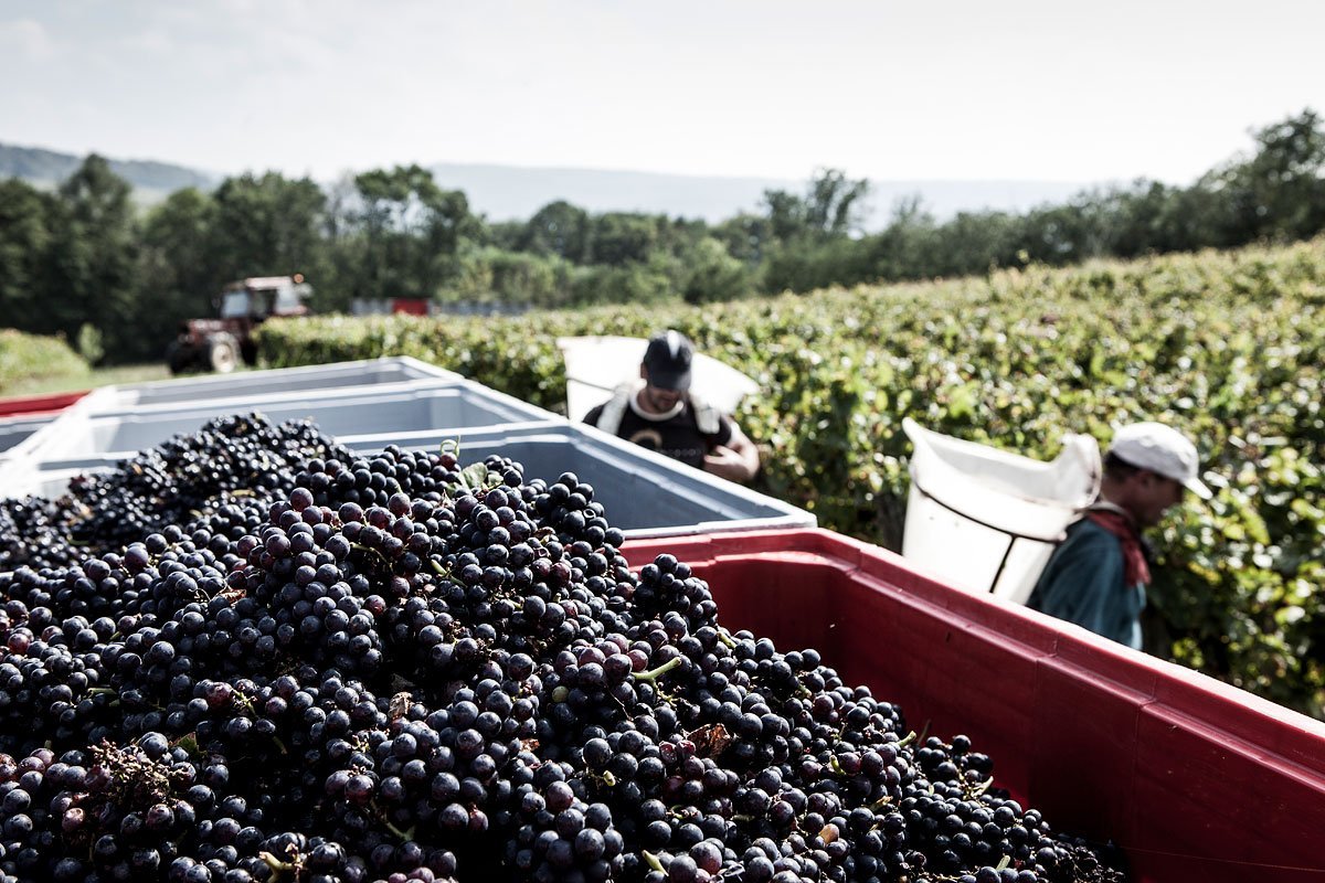 Reportage durant les vendanges dans les vignobles Tissot dans le Jura